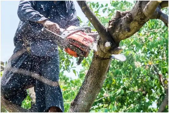 tree services Ames